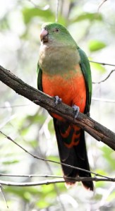 katoomba-nsw-australia_lah_5599