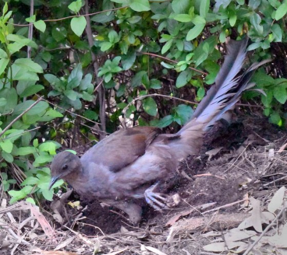 superb-lyrebird_katoomba-nsw-australia_lah_6175