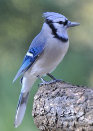 01x-blue-jay_4125-l