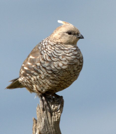 06_chicobasinranch-co_lah_3018-002