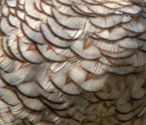 06_chicobasinranch-co_lah_3018