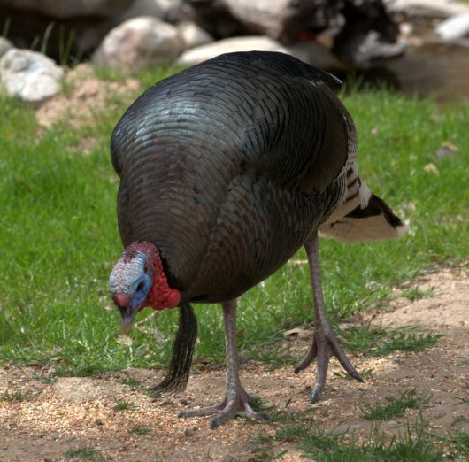 11_madera-canyon-az_lah_9363-001