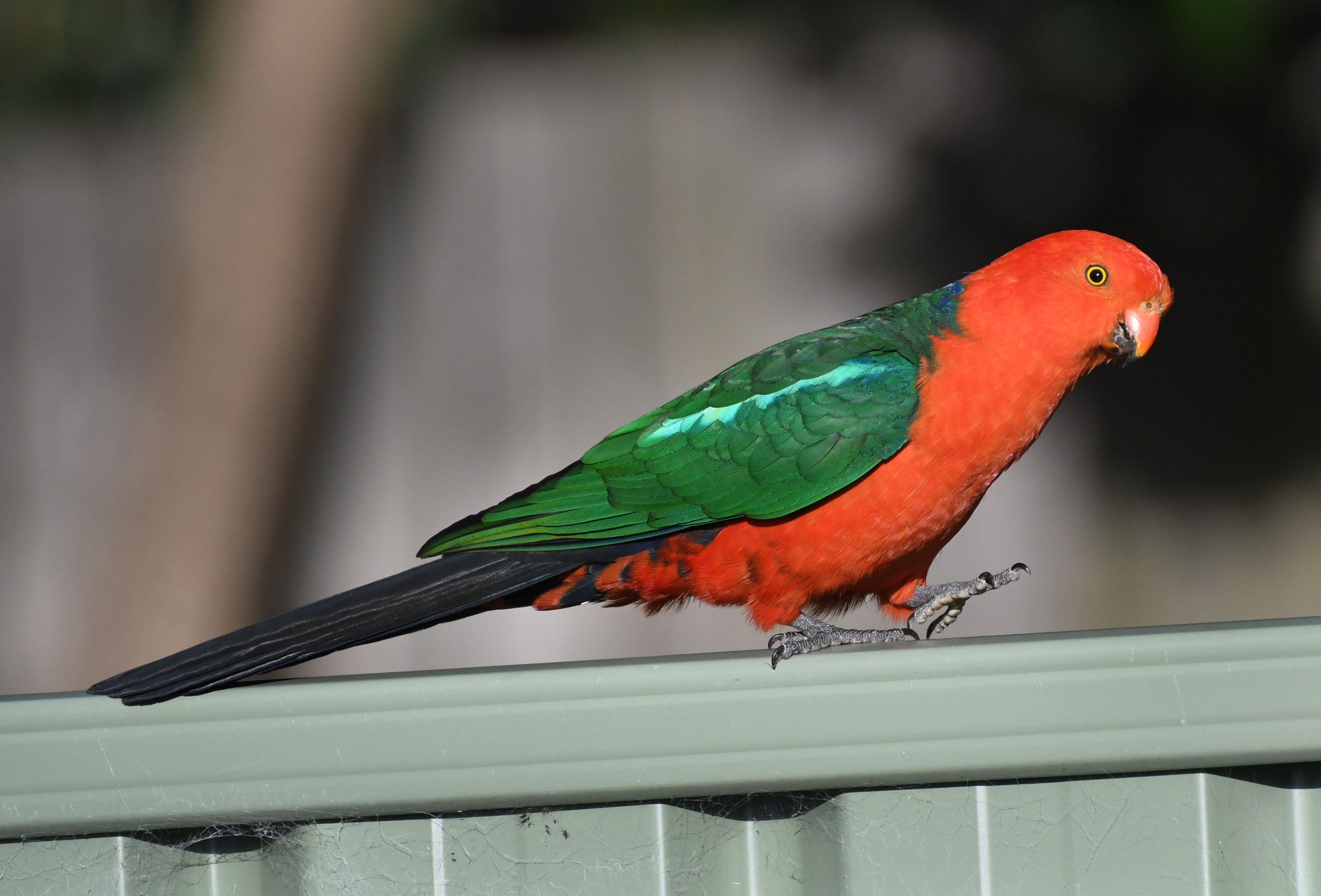 australian-king-parrot_faulconbridge-nsw-australia_lah_1425