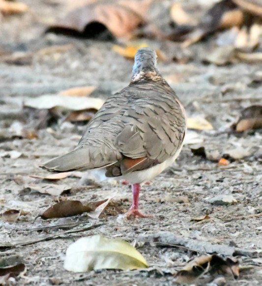 bar-shouldered-dove_daintreewildzoo-qld-australia_lah_5055