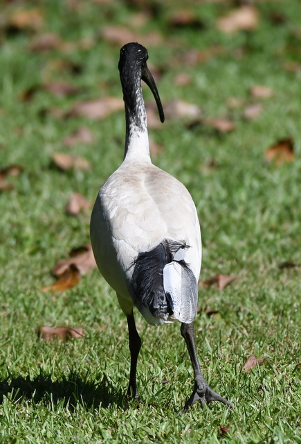 daintreewildzoo-qld-australia_lah_5855