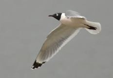 franklins-gull_cospgs-co_lah_0346