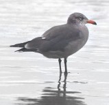heermans-gulls_sealrockor_20090923_lah_2266