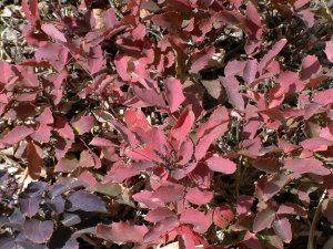 mahonia-repens-oregon-grape-holly-xg-lah-101