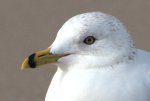 ring-billed-gull_merrittislandnwr-fl_lah_4172