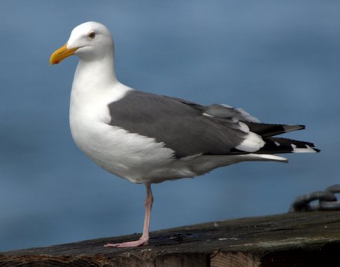 western-gull_monterey-ca_lah_6842