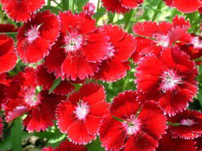 dianthus-spdbg-lah-001