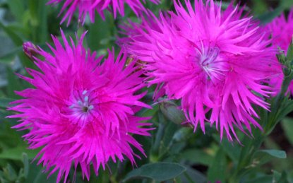 dianthus_dbg_20090915_lah_0402