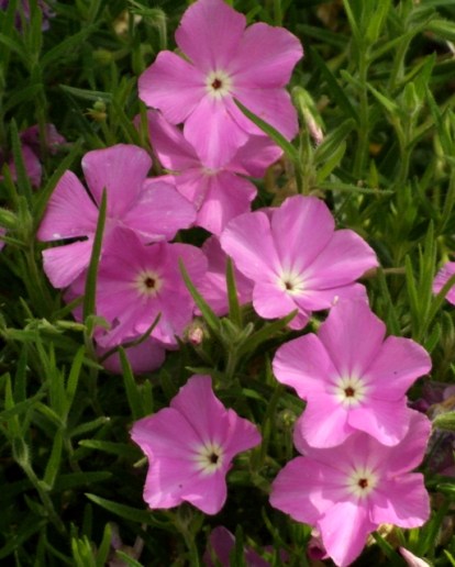dianthus_santafegreenhouses-nm_lah-002