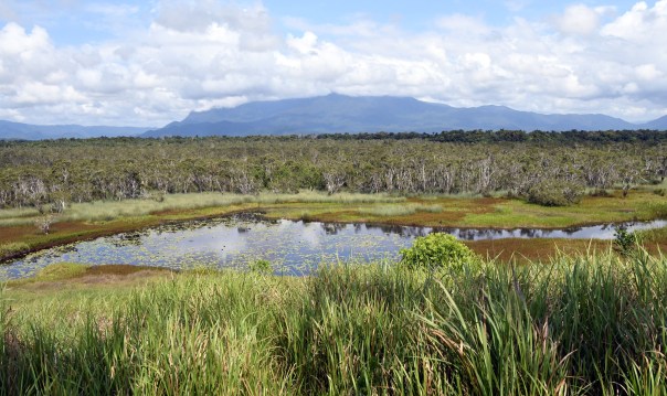 eubenangeeswampnp-qld-australia_lah_2694