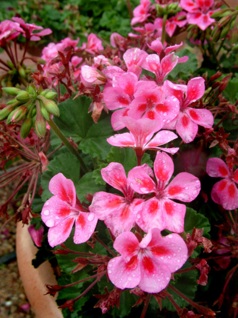 geranium-bold-charm-rose-csu-lah-162