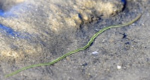 phyllodoce-novaehollandiae_green-paddle-worms_tahlee-nsw-australia_lah_8502