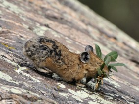 pika_mt-quandry-co_lah_6298