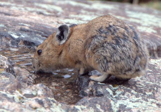 pika_mt-quandry-co_lah_6341