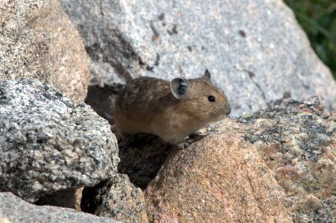 pika_mtevans-co_lah_6490