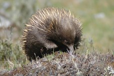 short-beaked-echidna-c-andrea-arbogast