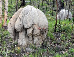 termite-mound_road-to-atherton-tablelands-qld-australia_lah_2951