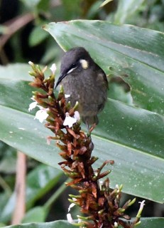 wongabelnp-qld-australia_lah_3794