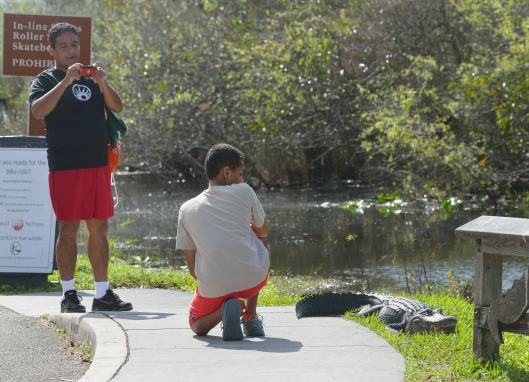 Alligator_SharkValley-EvergladesNP-FL_LAH_6046.jpg