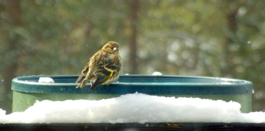house-finch-on-heated-birdbathblackforest-2008mar05-lah-013