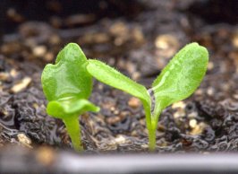 lettuce-seedlings_lah_9883