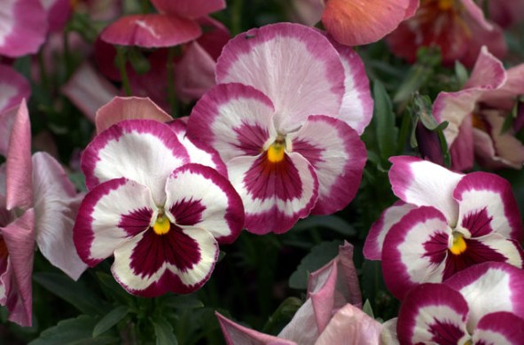 viola-x-wittrockiana_pansies_dbg_20100417_lah_2863