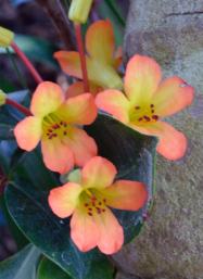 wwseymourconservatory-tacoma-wa_lah_0520