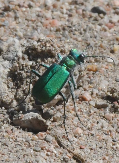 Cicindela denverensis_Green Claybank Tiger Beetle_LakePuebloSP-CO_LAH_5449