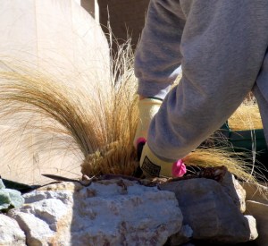 Cutting back Calamagrostis arund. 'Brachytricha' - Feather Reed Grass @CarnegieLib 16apr07 LAH 753