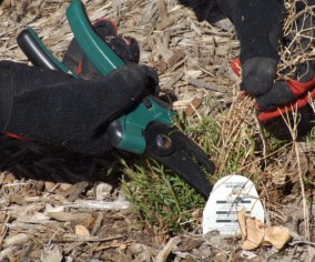 Cutting back perennial - during @CarnegieLib 16apr07 LAH 766