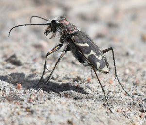 Oblique-lined Tiger Beetle_LakePuebloSP-CO_LAH_4986