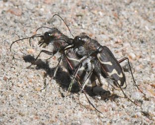 Oblique-lined Tiger Beetles mating_LakePuebloSP-CO_LAH_5145
