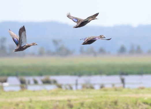 Pacific Black Ducks_BelmoreRiver-QLD-Australia_LAH_0416.jpg