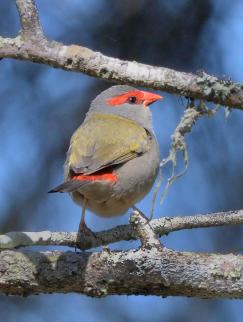 red-browed-finch_fernbankcreek-qld-australia_lah_9901f