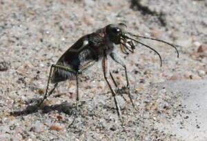Tiger Beetle_LakePuebloSP-CO_LAH_5021