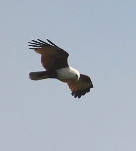 brahminy-kite_yamba-nsw-australia_lah_0779