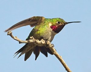 Broad-tailed Hummingbird_BCNC-CO_LAH_5235f