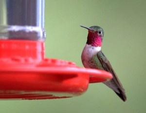Broad-tailed Hummingbird_BlkForest-CO_LAH_6054