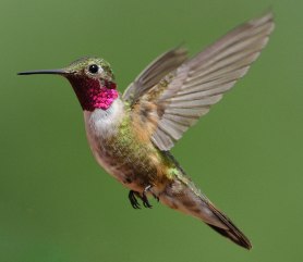 Broad-tailed Hummingbird_RedRocksRanch-Hwy115-CO_LAH_3787