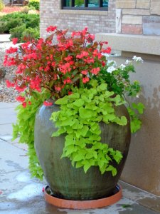 Containers @ SkyRidgeHosp 2008sept19 LAH 395