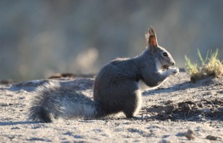 LosAlamos-NM_LAH_7152