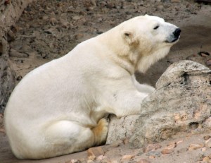 Polar Bear @Denver Zoo 2009-02-14 LAH 351r (2)