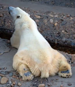 Polar Bear_Denver Zoo_LAH_0663