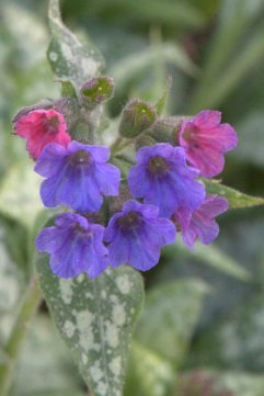 Pulmonaria_Lungwort_DBG_LAH_4730