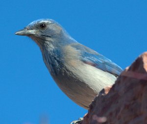 Scrub Jay_ColoSpgs-CO_LAH_2272