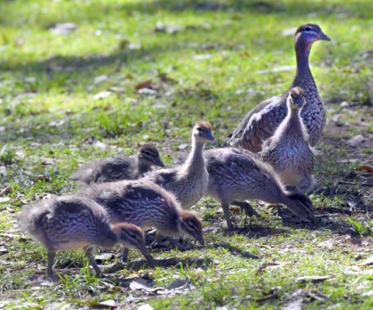 Australian Wood Ducks, Blue Mountains National Park, NSW, Australia